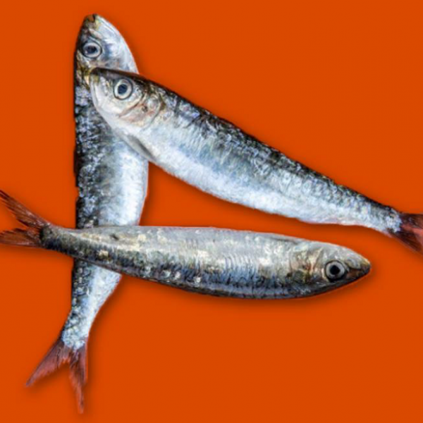 présentation sardine sardines