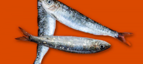 présentation sardine sardines